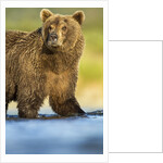 Brown Bear, Katmai National Park, Alaska by Anonymous