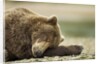 Sleeping Brown Bear, Katmai National Park, Alaska by Anonymous