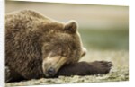 Sleeping Brown Bear, Katmai National Park, Alaska by Anonymous