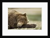 Sleeping Brown Bear, Katmai National Park, Alaska by Anonymous