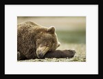 Sleeping Brown Bear, Katmai National Park, Alaska by Anonymous