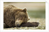 Sleeping Brown Bear, Katmai National Park, Alaska by Anonymous
