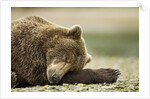 Sleeping Brown Bear, Katmai National Park, Alaska by Anonymous