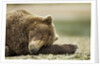 Sleeping Brown Bear, Katmai National Park, Alaska by Anonymous