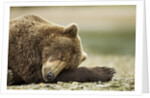 Sleeping Brown Bear, Katmai National Park, Alaska by Anonymous