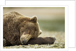 Sleeping Brown Bear, Katmai National Park, Alaska by Anonymous