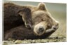 Sleeping Brown Bear, Katmai National Park, Alaska by Anonymous