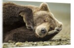Sleeping Brown Bear, Katmai National Park, Alaska by Anonymous