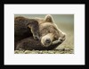 Sleeping Brown Bear, Katmai National Park, Alaska by Anonymous