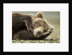 Sleeping Brown Bear, Katmai National Park, Alaska by Anonymous