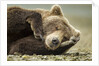 Sleeping Brown Bear, Katmai National Park, Alaska by Anonymous