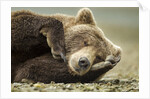 Sleeping Brown Bear, Katmai National Park, Alaska by Anonymous