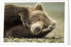 Sleeping Brown Bear, Katmai National Park, Alaska by Anonymous
