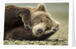 Sleeping Brown Bear, Katmai National Park, Alaska by Anonymous