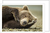 Sleeping Brown Bear, Katmai National Park, Alaska by Anonymous