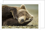 Sleeping Brown Bear, Katmai National Park, Alaska by Anonymous