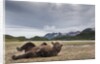 Brown Bear, Katmai National Park, Alaska by Anonymous