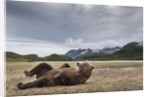 Brown Bear, Katmai National Park, Alaska by Anonymous