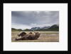 Brown Bear, Katmai National Park, Alaska by Anonymous