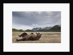 Brown Bear, Katmai National Park, Alaska by Anonymous