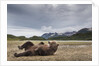 Brown Bear, Katmai National Park, Alaska by Anonymous