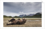 Brown Bear, Katmai National Park, Alaska by Anonymous