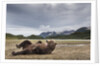 Brown Bear, Katmai National Park, Alaska by Anonymous