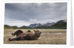Brown Bear, Katmai National Park, Alaska by Anonymous