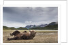 Brown Bear, Katmai National Park, Alaska by Anonymous