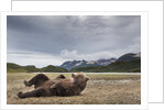 Brown Bear, Katmai National Park, Alaska by Anonymous