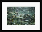 Spawning Salmon, Katmai National Park, Alaska by Anonymous