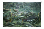 Spawning Salmon, Katmai National Park, Alaska by Anonymous