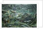 Spawning Salmon, Katmai National Park, Alaska by Anonymous