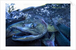 Spawning Salmon, Katmai National Park, Alaska by Anonymous