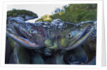 Spawning Salmon, Katmai National Park, Alaska by Anonymous