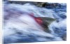 Spawning Salmon, Katmai National Park, Alaska by Anonymous