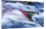 Spawning Salmon, Katmai National Park, Alaska by Anonymous