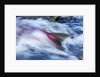 Spawning Salmon, Katmai National Park, Alaska by Anonymous