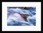 Spawning Salmon, Katmai National Park, Alaska by Anonymous