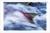 Spawning Salmon, Katmai National Park, Alaska by Anonymous