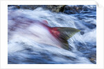 Spawning Salmon, Katmai National Park, Alaska by Anonymous