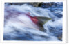 Spawning Salmon, Katmai National Park, Alaska by Anonymous