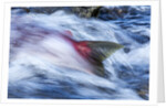 Spawning Salmon, Katmai National Park, Alaska by Anonymous