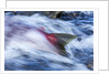 Spawning Salmon, Katmai National Park, Alaska by Anonymous