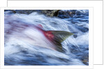 Spawning Salmon, Katmai National Park, Alaska by Anonymous