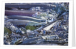 Spawning Salmon, Katmai National Park, Alaska by Anonymous