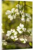Dogwood tree flowers by Anonymous