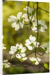 Dogwood tree flowers by Anonymous