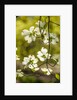 Dogwood tree flowers by Anonymous
