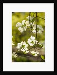 Dogwood tree flowers by Anonymous